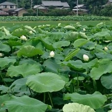 地場産の食材を使った郷土料理